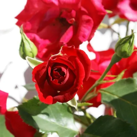 Appartamento Le Panorama Nadrin