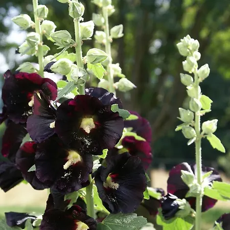 Le Panorama * Nadrin