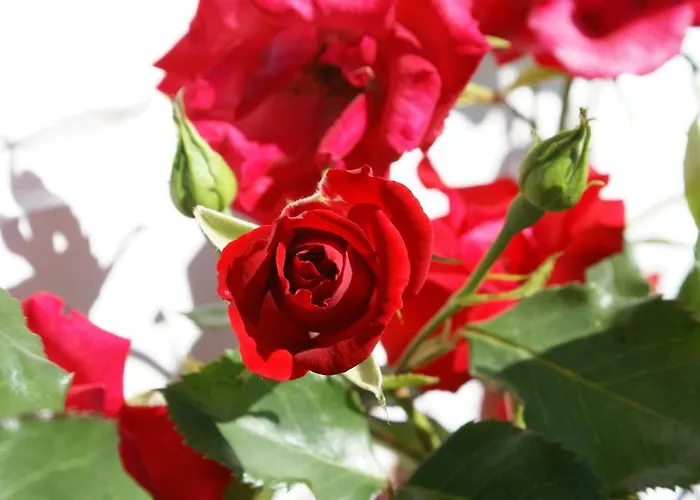 شقة Le Panorama Nadrin